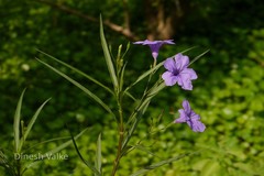 Ruellia brittoniana